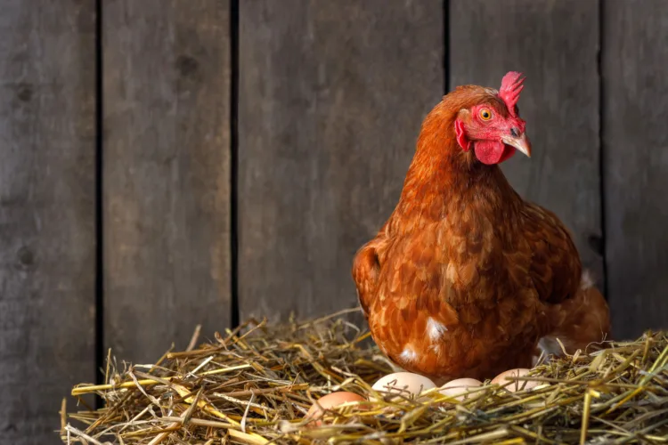 Blair County Planning Commission members review plans for poultry barns